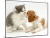 Blenheim Cavalier King Charles Spaniel Puppy Meets Blue Bicolour Kitten-Jane Burton-Mounted Premium Photographic Print