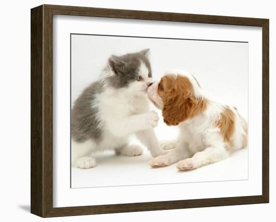 Blenheim Cavalier King Charles Spaniel Puppy Meets Blue Bicolour Kitten-Jane Burton-Framed Photographic Print