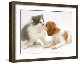 Blenheim Cavalier King Charles Spaniel Puppy Meets Blue Bicolour Kitten-Jane Burton-Framed Photographic Print