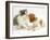 Blenheim Cavalier King Charles Spaniel Puppy Meets Blue Bicolour Kitten-Jane Burton-Framed Photographic Print