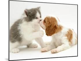 Blenheim Cavalier King Charles Spaniel Puppy Meets Blue Bicolour Kitten-Jane Burton-Mounted Photographic Print