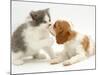 Blenheim Cavalier King Charles Spaniel Puppy Meets Blue Bicolour Kitten-Jane Burton-Mounted Photographic Print