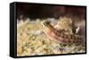 Blenny (Ecsenius Sp.), Queensland, Australia, Pacific-Louise Murray-Framed Stretched Canvas