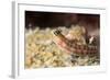 Blenny (Ecsenius Sp.), Queensland, Australia, Pacific-Louise Murray-Framed Photographic Print