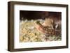 Blenny (Ecsenius Sp.), Queensland, Australia, Pacific-Louise Murray-Framed Photographic Print