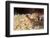 Blenny (Ecsenius Sp.), Queensland, Australia, Pacific-Louise Murray-Framed Photographic Print