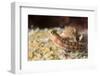 Blenny (Ecsenius Sp.), Queensland, Australia, Pacific-Louise Murray-Framed Photographic Print