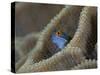 Blenny Fish Poking It's Head Out of Coral, Raja Ampat, Indonesia-null-Stretched Canvas