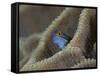 Blenny Fish Poking It's Head Out of Coral, Raja Ampat, Indonesia-null-Framed Stretched Canvas