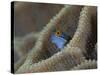 Blenny Fish Poking It's Head Out of Coral, Raja Ampat, Indonesia-null-Stretched Canvas
