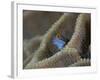 Blenny Fish Poking It's Head Out of Coral, Raja Ampat, Indonesia-null-Framed Photographic Print