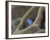 Blenny Fish Poking It's Head Out of Coral, Raja Ampat, Indonesia-null-Framed Photographic Print