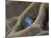 Blenny Fish Poking It's Head Out of Coral, Raja Ampat, Indonesia-null-Mounted Photographic Print