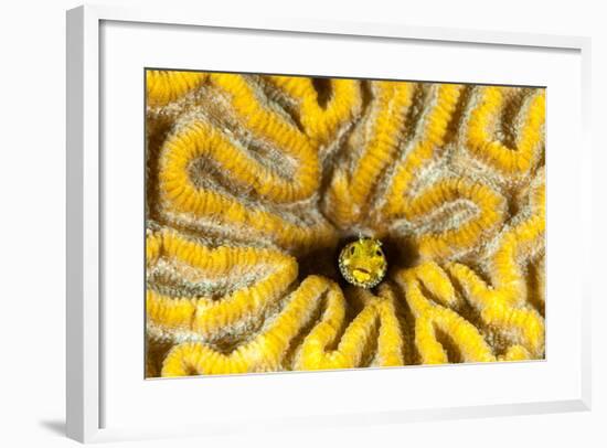 Blenny Living in Brain Coral, Bonaire, N.A-James White-Framed Photographic Print