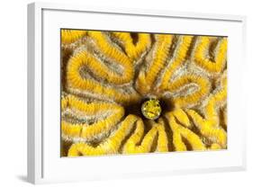 Blenny Living in Brain Coral, Bonaire, N.A-James White-Framed Photographic Print