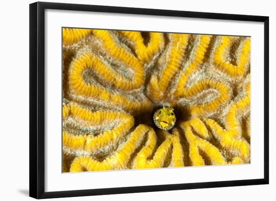 Blenny Living in Brain Coral, Bonaire, N.A-James White-Framed Photographic Print
