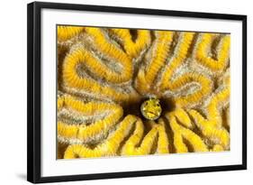 Blenny Living in Brain Coral, Bonaire, N.A-James White-Framed Photographic Print