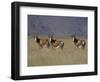 Blesbok, Damaliscus Dorcas Phillipsi, Mountain Zebra National Park, South Africa, Africa-Steve & Ann Toon-Framed Photographic Print