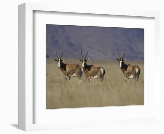 Blesbok, Damaliscus Dorcas Phillipsi, Mountain Zebra National Park, South Africa, Africa-Steve & Ann Toon-Framed Photographic Print