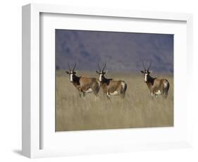 Blesbok, Damaliscus Dorcas Phillipsi, Mountain Zebra National Park, South Africa, Africa-Steve & Ann Toon-Framed Photographic Print