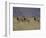 Blesbok, Damaliscus Dorcas Phillipsi, Mountain Zebra National Park, South Africa, Africa-Steve & Ann Toon-Framed Photographic Print