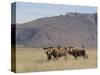 Blesbok, Damaliscus Dorcas Phillipsi, Mountain Zebra National Park, South Africa, Africa-Steve & Ann Toon-Stretched Canvas