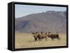 Blesbok, Damaliscus Dorcas Phillipsi, Mountain Zebra National Park, South Africa, Africa-Steve & Ann Toon-Framed Stretched Canvas