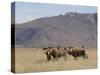 Blesbok, Damaliscus Dorcas Phillipsi, Mountain Zebra National Park, South Africa, Africa-Steve & Ann Toon-Stretched Canvas