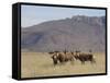 Blesbok, Damaliscus Dorcas Phillipsi, Mountain Zebra National Park, South Africa, Africa-Steve & Ann Toon-Framed Stretched Canvas