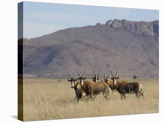 Blesbok, Damaliscus Dorcas Phillipsi, Mountain Zebra National Park, South Africa, Africa-Steve & Ann Toon-Stretched Canvas