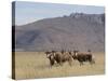 Blesbok, Damaliscus Dorcas Phillipsi, Mountain Zebra National Park, South Africa, Africa-Steve & Ann Toon-Stretched Canvas