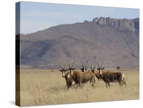 Blesbok, Damaliscus Dorcas Phillipsi, Mountain Zebra National Park, South Africa, Africa-Steve & Ann Toon-Stretched Canvas