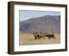 Blesbok, Damaliscus Dorcas Phillipsi, Mountain Zebra National Park, South Africa, Africa-Steve & Ann Toon-Framed Photographic Print