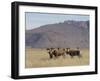 Blesbok, Damaliscus Dorcas Phillipsi, Mountain Zebra National Park, South Africa, Africa-Steve & Ann Toon-Framed Photographic Print