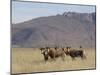 Blesbok, Damaliscus Dorcas Phillipsi, Mountain Zebra National Park, South Africa, Africa-Steve & Ann Toon-Mounted Photographic Print