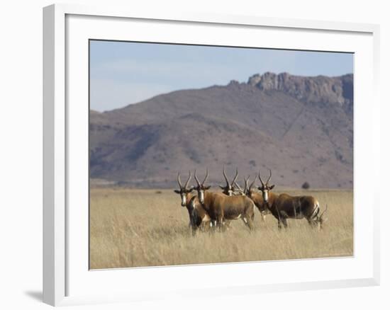 Blesbok, Damaliscus Dorcas Phillipsi, Mountain Zebra National Park, South Africa, Africa-Steve & Ann Toon-Framed Photographic Print