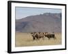 Blesbok, Damaliscus Dorcas Phillipsi, Mountain Zebra National Park, South Africa, Africa-Steve & Ann Toon-Framed Photographic Print