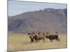 Blesbok, Damaliscus Dorcas Phillipsi, Mountain Zebra National Park, South Africa, Africa-Steve & Ann Toon-Mounted Photographic Print