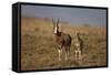 Blesbok (Damaliscus Pygargus Phillipsi) Ewe and Lamb-James Hager-Framed Stretched Canvas