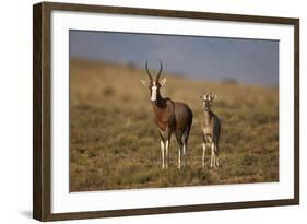 Blesbok (Damaliscus Pygargus Phillipsi) Ewe and Lamb-James Hager-Framed Photographic Print