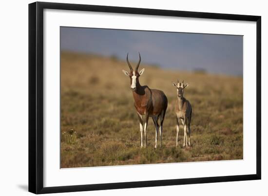 Blesbok (Damaliscus Pygargus Phillipsi) Ewe and Lamb-James Hager-Framed Photographic Print