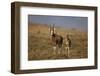 Blesbok (Damaliscus Pygargus Phillipsi) Ewe and Lamb-James Hager-Framed Photographic Print