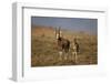 Blesbok (Damaliscus Pygargus Phillipsi) Ewe and Lamb-James Hager-Framed Photographic Print