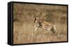 Blesbok (Damaliscus Pygargus Phillipsi) Lamb Leaping-James Hager-Framed Stretched Canvas