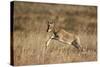 Blesbok (Damaliscus Pygargus Phillipsi) Lamb Leaping-James Hager-Stretched Canvas