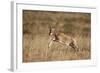 Blesbok (Damaliscus Pygargus Phillipsi) Lamb Leaping-James Hager-Framed Photographic Print