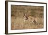 Blesbok (Damaliscus Pygargus Phillipsi) Lamb Leaping-James Hager-Framed Photographic Print