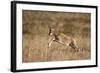 Blesbok (Damaliscus Pygargus Phillipsi) Lamb Leaping-James Hager-Framed Photographic Print