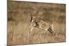 Blesbok (Damaliscus Pygargus Phillipsi) Lamb Leaping-James Hager-Mounted Photographic Print
