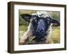 Bless Ewe-CR Townsend-Framed Art Print